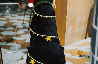 [☕️🇻🇳] Le Petit Cafe’ 🥤 Top1Coffee ☕️ Mọi người ghé Petit thử món mới và Bingsu Noel chưa
Có không thử (sớm) tiếc lắm á  Petit team mời nè  ————————- , shares-2✔️ , likes-18❤️️ , date-2023-12-06 21:51:08🇻🇳🇻🇳🇻🇳📰🆕