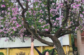 [🆕🇻🇳] Hong Ha Yoga – Ở đây có đam mê yoga � 🧘 Top1Yoga 🧘 Tháng 2 hoa ban ngập tràn
Tím biếc những gương mặt phố..!
Bạn đã đi ngắm hoa ban năm nay chưa?
, shares-0✔️ , likes-346❤️️ , date-2024-02-24 13:23:03🇻🇳🇻🇳🇻🇳📰🆕