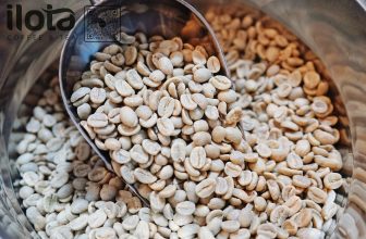 [☕️🇻🇳] ILOTA Coffee Roasters – Cafe rang xay 🥤 Top1Coffee ☕️ TẠI SAO CẦN TIẾN HÀNH QUÁ TRÌNH RANG CÀ PHÊ  ?
Không giống như các hạt ngũ cốc thông thường, hạt cà phê sau khi thu hoạch, tách  , shares-0✔️ , likes-15❤️️ , date-2023-12-19 00:00:11🇻🇳🇻🇳🇻🇳📰🆕