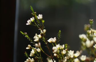 [☕️🇻🇳] Deadline Coffee 🥤 Top1Coffee ☕️ Có những mùa hoa chỉ rộ đẹp khi đúng thời điểm.
Không khí của những ngày cuối năm đôi lúc nó lại rộn ràng đến lạ thường ….Như , shares-1✔️ , likes-15❤️️ , date-2024-01-16 15:50:46🇻🇳🇻🇳🇻🇳📰🆕