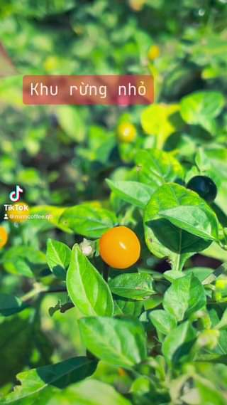 [🍜🥤🇻🇳] Kinh nghiệm đi chợ Đồng Xuân 2024 ăn uống, mua sắm, check in