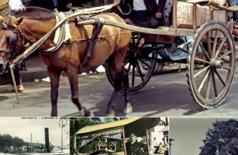 [🆕🇻🇳] Góc Xưa Nét Cũ ♥️️ Top1Life 📚  Sự ra đời của “xe thổ mộ” và “bến tắm ngựa” cách đây 100 năm ở Sài Gòn  _ GXNC ‎
, shares-1✔️ , likes-51❤️️ , date-2024-03-17 21:23:55🇻🇳🇻🇳🇻🇳📰🆕