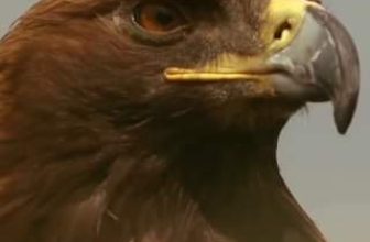 [🆕🇻🇳] Royal Enfield Vietnam  – Nhà phân phối chính thức của Royal Enfield tại Việt Nam 🚗 Top1Go 🏍️  Himalayan 411 Dune Brown – đứa con sinh ra cho những vùng đất sa mạc!
, shares-0✔️ , likes-0❤️️ , date-2024-05-02 01:30:18🇻🇳🇻🇳🇻🇳📰🆕