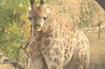 [🆕🇻🇳] Thảo Cầm Viên – Sài gòn Zoo & Botanical Gardens ♥️️ Top1Checkin ☑  Mấy anh có vợ, người iu hết sức lưu ý nha
Bí kíp trường thọ chứ không đùa đâu….
, shares-10✔️ , likes-17K❤️️ , date-2024-05-20 11:51:52🇻🇳🇻🇳🇻🇳📰🆕