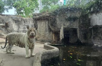 [🆕🇻🇳] Thảo Cầm Viên – Sài gòn Zoo & Botanical Gardens ♥️️ Top1Checkin ☑  Chúa sơn lâm mà tên Ngộ Không với Bò Sữa
Chịu nổi khum?
, shares-49✔️ , likes-4K❤️️ , date-2024-05-17 11:46:48🇻🇳🇻🇳🇻🇳📰🆕