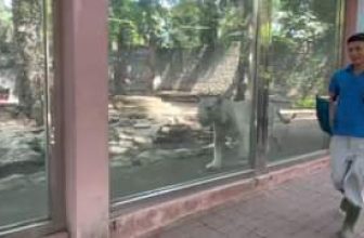 [🆕🇻🇳] Thảo Cầm Viên – Sài gòn Zoo & Botanical Gardens ♥️️ Top1Checkin ☑  Giao diện Chúa sơn lâm mà hệ điều hành em bé
Nhõng nhẽo vơí ba nuôi dữ lắm…
, shares-0✔️ , likes-20K❤️️ , date-2024-05-15 14:57:54🇻🇳🇻🇳🇻🇳📰🆕