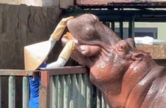 [🆕🇻🇳] Thảo Cầm Viên – Sài gòn Zoo & Botanical Gardens ♥️️ Top1Checkin ☑  Đánh răng rồi ăn sáng nào…
, shares-0✔️ , likes-44K❤️️ , date-2024-05-25 13:09:45🇻🇳🇻🇳🇻🇳📰🆕