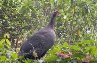 [🆕🇻🇳] Thảo Cầm Viên – Sài gòn Zoo & Botanical Gardens ♥️️ Top1Checkin ☑  Đã không đẹp mà cái mỏ còn hỗn nữa chứ
Nhức hết cái đầu luôn à
, shares-0✔️ , likes-18K❤️️ , date-2024-05-26 11:57:16🇻🇳🇻🇳🇻🇳📰🆕