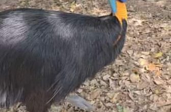 [🆕🇻🇳] Thảo Cầm Viên – Sài gòn Zoo & Botanical Gardens ♥️️ Top1Checkin ☑   , shares-0✔️ , likes-0❤️️ , date-2024-05-16 12:19:41🇻🇳🇻🇳🇻🇳📰🆕