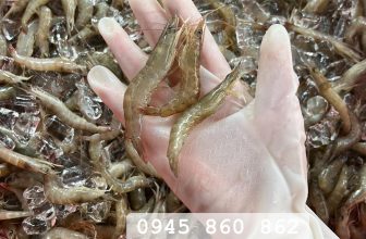 [🆕🇻🇳] BÀ NA FOOD – ĐẶC SẢN CÀ MAU 🍔 Top1Food 🍜 Để làm ra được 1 hũ mắm tép phải trải qua rất rất nhiều công đoạn. Và công đoạn quan trọng nhất là khâu lựa con tép sống ban đầu. Tép pải sống thì khi làm  , shares-0✔️ , likes-9❤️️ , date-2024-05-08 18:26:40🇻🇳🇻🇳🇻🇳📰🆕