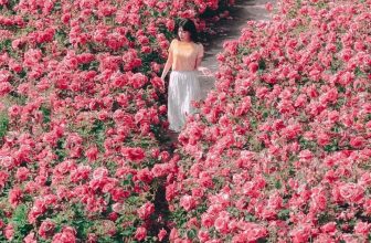 [🆕🇻🇳] Checkin và Du lịch Hàn Quốc – Korea Travel ♥️️ Top1Checkin ☑  [Seoul – đường hầm hoa hồng đẹp nhất thủ đô]
Bắt đầu từ 13/5-28/5 nơi hội tụ hàng triệu bông hồng đủ loại và màu sắc.𝐅𝐎𝐂𝐔𝐒 𝐀𝐒𝐈𝐀 𝐓𝐑𝐀𝐕𝐄𝐋 – DU LỊCH TIÊU ĐIỂ , shares-0✔️ , likes-14❤️️ , date-2024-04-24 03:08:06🇻🇳🇻🇳🇻🇳📰🆕