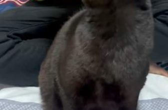 [🆕🇻🇳] Nu Pet – Yêu Thú Cưng 🐶🦜 Top1Pets 🐱🐠  Chống chỉ định cho người đang buồn ngủ!!
Contraindicated for those who are sleepy!!
#nupet
, shares-0✔️ , likes-0❤️️ , date-2024-07-03 14:41:09🐶🐱🇻🇳🇻🇳🇻🇳📰🆕