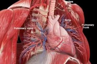 [🆕🇻🇳] YOGA NHÀ CHUNG – Giải pháp chăm sóc sức khỏe chủ động 🧘 Top1Yoga 🧘 Hoạt động của Cơ Tim và Cơ Hoành
, shares-0✔️ , likes-0❤️️ , date-2024-06-17 12:02:56🇻🇳🇻🇳🇻🇳📰🆕