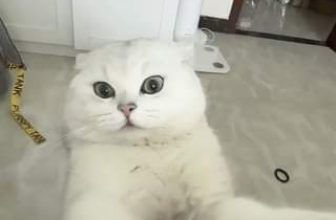 [🆕🇻🇳] Nu Pet – Yêu Thú Cưng 🐶🦜 Top1Pets 🐱🐠 M xong rồi con trai!!! Tu bi không tình yêu   The end!!
#nupet
, shares-0✔️ , likes-0❤️️ , date-2024-06-28 15:40:46🐶🐱🇻🇳🇻🇳🇻🇳📰🆕