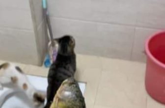 [🆕🇻🇳] Nu Pet – Yêu Thú Cưng 🐶🦜 Top1Pets 🐱🐠 Bộ t là trò cười của m hả sen? Đi ẻ cũng không yên!!
Leave me alone lol!!
#nupet
, shares-0✔️ , likes-0❤️️ , date-2024-06-30 14:50:06🐶🐱🇻🇳🇻🇳🇻🇳📰🆕