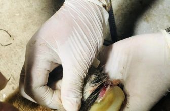 [🆕🇻🇳] Thảo Cầm Viên – Sài gòn Zoo & Botanical Gardens ♥️️ Top1Checkin ☑  Hồi nhỏ thích đi làm nail mà ba má bắt đi nuôi dạy hổ…
Một ca làm nail cho Ông Ngoại của Bình-Dương tên là Ông Tây vì ổng đẹp như Tây dzị á
Tốn kém tổn , shares-19✔️ , likes-21K❤️️ , date-2024-05-23 15:43:33🇻🇳🇻🇳🇻🇳📰🆕