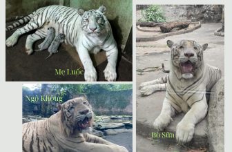 [🆕🇻🇳] Thảo Cầm Viên – Sài gòn Zoo & Botanical Gardens ♥️️ Top1Checkin ☑  Và đây là Mẹ Luốc- khí chất ngời ngời
Còn 2 ẻm thì bà má không dám nhận mẹ con luôn nha
, shares-43✔️ , likes-45K❤️️ , date-2024-05-18 12:17:45🇻🇳🇻🇳🇻🇳📰🆕