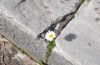 [🆕🇻🇳] MADELEN By LEN – Dành cho những cô nàng thích sự thời thượng đa phong cách 👕 Top1Fashion 👗  “Vạn vật đều có vết nứt, đó chính là nơi ánh sáng chiếu vào.” Photo: Sưu tầm
#Madelen #inspiring #positivevibes
, shares-11✔️ , likes-79❤️️ , date-2024-05-27 13:42:54🇻🇳🇻🇳🇻🇳📰🆕