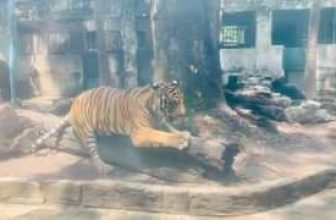 [🆕🇻🇳] Thảo Cầm Viên – Sài gòn Zoo & Botanical Gardens ♥️️ Top1Checkin ☑  Nhan sắc ông Tây
Không phải dạng vừa nhá
P/s thấy đồ chơi cào móng của người ta chưa
, shares-0✔️ , likes-21K❤️️ , date-2024-05-23 18:31:12🇻🇳🇻🇳🇻🇳📰🆕