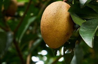 [☕️🇻🇳] OiA Coffee 🥤 Top1Coffee ☕️ SA-PÔ-MÊ
Là một trong những thức uống thể hiện rõ nhất tinh thần “thủ công” tại OiA, mỗi ly SA – PÔ – MÊ đều được làm từ rất nh , shares-1✔️ , likes-8❤️️ , date-2024-06-20 01:00:11🇻🇳🇻🇳🇻🇳📰🆕