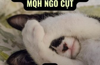 [🆕🇻🇳] Nu Pet – Yêu Thú Cưng 🐶🦜 Top1Pets 🐱🐠 giờ seo mí bà
, shares-0✔️ , likes-4❤️️ , date-2024-06-25 21:44:05🐶🐱🇻🇳🇻🇳🇻🇳📰🆕