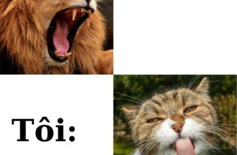 [🆕🇻🇳] Nu Pet – Yêu Thú Cưng 🐶🦜 Top1Pets 🐱🐠 đôi co với nhau để được gì hở sếp…
–> hình ảnh chỉ mang tính chất minh hoạ
, shares-0✔️ , likes-1❤️️ , date-2024-07-01 16:46:29🐶🐱🇻🇳🇻🇳🇻🇳📰🆕