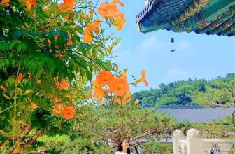 [🆕🇻🇳] Checkin và Du lịch Hàn Quốc – Korea Travel ♥️️ Top1Checkin ☑   𝐒 𝐮 𝐰 𝐨 𝐧 (수원)
Một ngôi chùa rộng lớn và tĩnh lặng ở Suwon, xung quanh chùa có rất nhiều cây xanh và hoa
Đặc biệt là cây hoa đăng tiêu đang nở rộ phía , shares-0✔️ , likes-8❤️️ , date-2024-07-02 15:49:57🇻🇳🇻🇳🇻🇳📰🆕