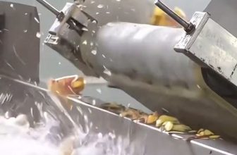 [🆕🇻🇳] Khoai Lang Sấy Dẻo Loại 1 Đà Lạt 🍔 Top1Food  🍜 Ăn 1 Lần Là Nhớ 1 Đời
KHOAI LANG SẤY DẺO TỰ NHIÊN – ĐẶC SẢN ĐÀ LẠT
———————————-
Cam kết hàng chuẩn loại 1 ngon nhất trê , shares-97✔️ , likes-8K❤️️ , date-2024-07-02 01:08:25🇻🇳🇻🇳🇻🇳📰🆕