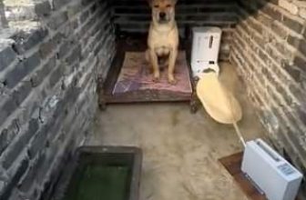 [🆕🇻🇳] Pet Mart – Cửa Hàng Thú Cưng 🐶🦜 Top1Pets 🐱🐠 Nhà nghèo không có tiền mua máy lạnh
, shares-0✔️ , likes-0❤️️ , date-2024-07-02 21:05:03🐶🐱🇻🇳🇻🇳🇻🇳📰🆕