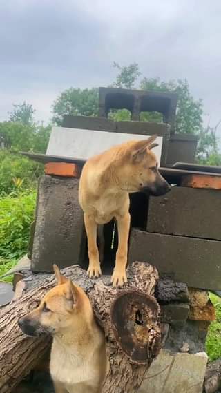[🆕🇻🇳] Pet Mart – Cửa Hàng Thú Cưng 🐶🦜 Top1Pets 🐱🐠 Tham quan nhà mới của cậu vàng 
 , shares-0✔️ , likes-0❤️️ , date-2024-07-06 15:23:48🐶🐱🇻🇳🇻🇳🇻🇳📰🆕