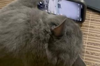 [🆕🇻🇳] Pet Mart – Cửa Hàng Thú Cưng 🐶🦜 Top1Pets 🐱🐠 10 điểm cho tinh thần tự giác
, shares-0✔️ , likes-0❤️️ , date-2024-07-07 15:16:29🐶🐱🇻🇳🇻🇳🇻🇳📰🆕