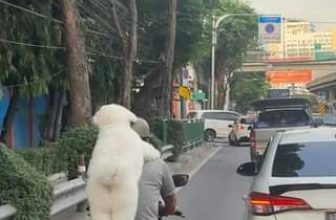 [🆕🇻🇳] Pet Mart – Cửa Hàng Thú Cưng 🐶🦜 Top1Pets 🐱🐠 Lẹ lên ba không con muộn học rồi
, shares-0✔️ , likes-0❤️️ , date-2024-07-09 01:21:32🐶🐱🇻🇳🇻🇳🇻🇳📰🆕