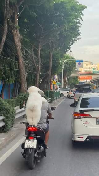 [🆕🇻🇳] Pet Mart – Cửa Hàng Thú Cưng 🐶🦜 Top1Pets 🐱🐠 Lẹ lên ba không con muộn học rồi
, shares-0✔️ , likes-0❤️️ , date-2024-07-09 01:21:32🐶🐱🇻🇳🇻🇳🇻🇳📰🆕