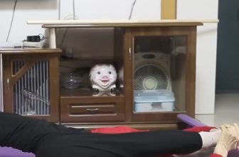 [🆕🇻🇳] 💗 Những Người Thích Tập Yoga 🧘🏻‍♀️ 🧘 Top1Yoga 🤸🏻‍♀️ Khi thấy video này…. Chúng ta còn quá trẻ để bắt đầu.
Hãy theo đuổi đam mê bằng chính nhiệt huyết của mình bạn nhé. I Love Yoga Tập được như bà cần cái  , shares-2✔️ , likes-24❤️️ , date-2024-07-08 14:58:36🇻🇳🇻🇳🇻🇳📰🆕