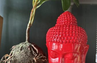 [☕️🇻🇳]  Leha’s Home  🥤 Top1Coffee ☕️ Tượng Phật decor ***GIÁ: 299k  – Chất liệu: poly thủ công đặc biệt
– Nhập khẩu : Bali Đế Nến Hoa Sen  *** Giá : 150k
– Chất  , shares-1✔️ , likes-1❤️️ , date-2024-07-13 18:48:24🇻🇳🇻🇳🇻🇳📰🆕