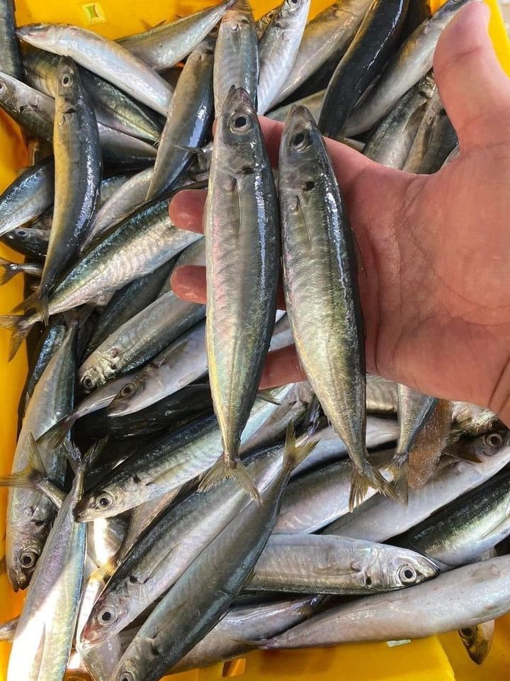 [🍜🇻🇳] CÀ MÈN – Đặc sản quê hương Quảng Trị 🍔Top1Food 🍜 – Một món ăn tuyệt vời cho bữa tối: cá nục chuối hấp cuốn bánh trángMùa n …