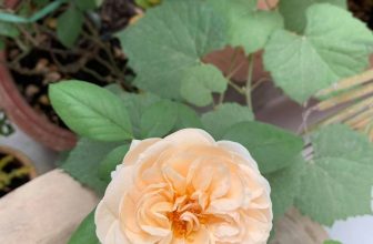 [☕️🇻🇳] Coming Home – Coffee – Tea 🥤 Top1Coffee ☕️ Nhẹ nhàng buổi sớm mai …Chúc cả nhà một ngày tốt lành.
, shares-0✔️ , likes-12❤️️ , date-2019-11-26 14:29:38🇻🇳🇻🇳🇻🇳📰🆕