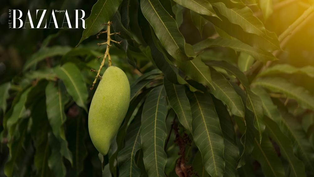 [🆕🇻🇳] HEHEHIHI – Cửa hàng nhỏ bán quần áo 🧑‍🧒❤️️👶⭐️ 𝐂𝐢𝐧𝐧𝐢 𝐃𝐫𝐞𝐬𝐬 | 𝐍𝐞́𝐭 đ𝐞̣𝐩 𝐜𝐨̂̉ đ𝐢𝐞̂̉𝐧 𝐜𝐡𝐨 𝐧𝐚̀𝐧𝐠 𝐜𝐨̂𝐧𝐠 𝐜𝐡𝐮́𝐚 𝐧𝐡𝐨̉ 

Chiếc váy Cinni mang vẻ đẹp cổ điển với thiết kế phần cổ áo được thêu tỉ mỉ, mang đến vẻ đ , shares-1✔️ , likes-8❤️️ , date-2024-07-03 19:29:04🇻🇳🇻🇳🇻🇳📰🆕