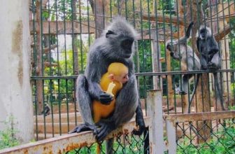 [🆕🇻🇳] Thảo Cầm Viên – Sài gòn Zoo & Botanical Gardens ♥️️ Top1Checkin ☑  Thảo cầm viên lý giải voọc bạc nhưng sinh con lông vàng , shares-52✔️ , likes-22K❤️️ , date-2024-05-14 12:15:38🇻🇳🇻🇳🇻🇳📰🆕