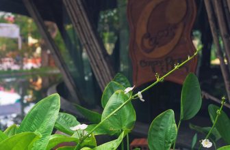 [☕️🇻🇳] CoCo’s Coffee 🥤 Top1Coffee ☕️ Một sớm mùa thu, sương còn vương trên lá  ————— #cocoscoffee
57 Nguyễn Hữu Cảnh – Đồng Hới – Quảng Bình
#coffeeshop #coffeetim , shares-0✔️ , likes-5❤️️ , date-2020-09-21 13:11:44🇻🇳🇻🇳🇻🇳📰🆕