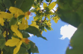 [☕️🇻🇳] CoCo’s Coffee 🥤 Top1Coffee ☕️ Trời vừa chớm thu mà cứ ngỡ Tết về đến nơi ! Thật ra chỉ là cây mai trong vườn ẩm ương, muốn được khoe sắc hai lần trong năm mà  , shares-0✔️ , likes-13❤️️ , date-2020-09-29 19:26:10🇻🇳🇻🇳🇻🇳📰🆕