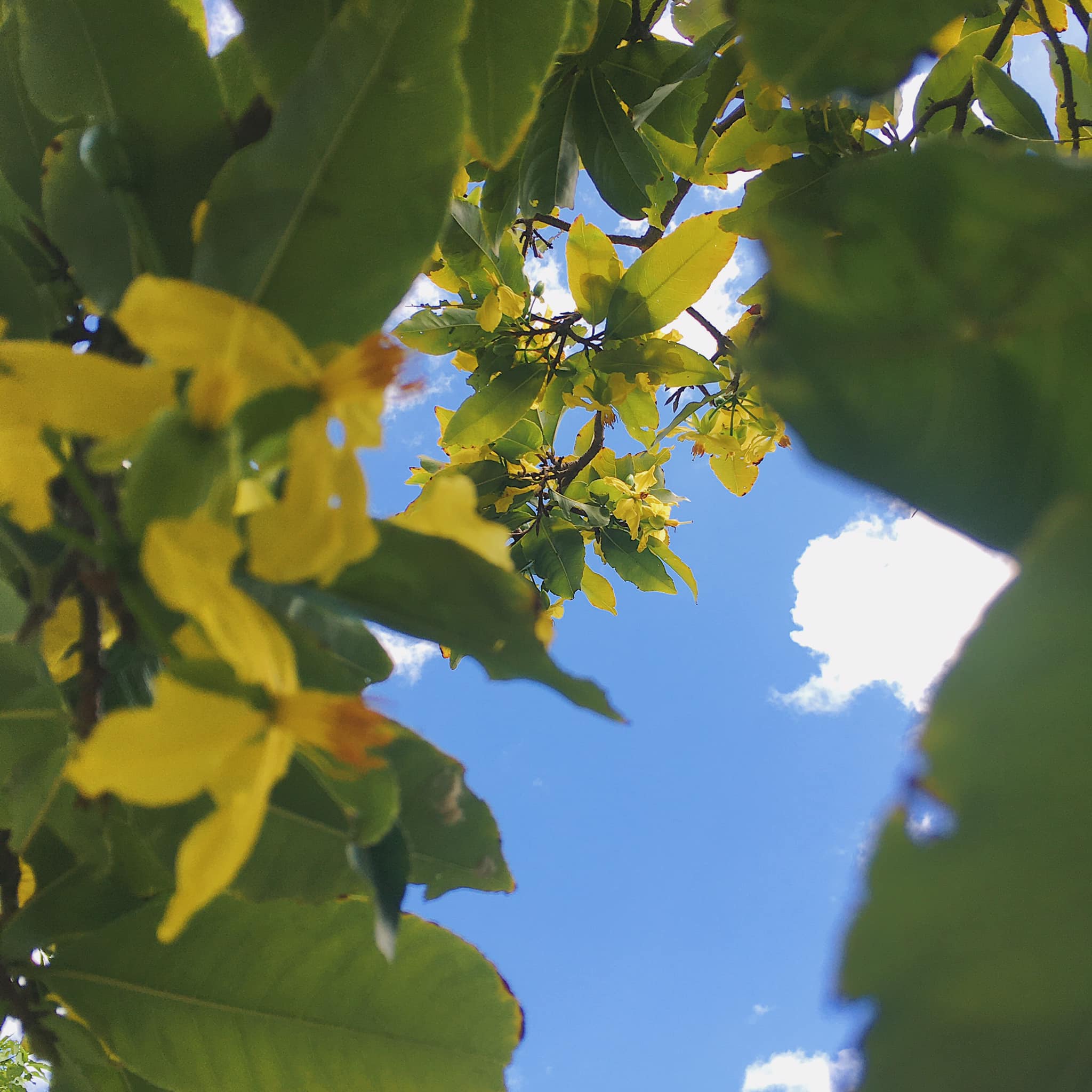 [☕️🇻🇳] CoCo’s Coffee 🥤 Top1Coffee ☕️ Trời vừa chớm thu mà cứ ngỡ Tết về đến nơi ! Thật ra chỉ là cây mai trong vườn ẩm ương, muốn được khoe sắc hai lần trong năm mà  , shares-0✔️ , likes-13❤️️ , date-2020-09-29 19:26:10🇻🇳🇻🇳🇻🇳📰🆕