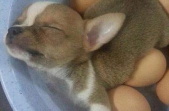 [🆕🇻🇳] Yêu Thú Cưng 🐶🦜 Top1Pets 🐱🐠 Bác gà nhờ con ấp giùm bác mấy em trứng :3 ko bít ấp xong trứng nở ra chó hay ra gà ta???
#Méng
, shares-5✔️ , likes-636❤️️ , date-2016-06-06 18:50:38🐶🐱🇻🇳🇻🇳🇻🇳📰🆕