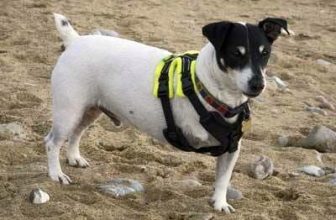 [🆕🇻🇳] Yêu Thú Cưng 🐶🦜 Top1Pets 🐱🐠 Nghị lực phi thường ^^ các em rất đẹp trai đúng ko anh chị??
#Méng
, shares-5✔️ , likes-595❤️️ , date-2016-06-11 00:30:14🐶🐱🇻🇳🇻🇳🇻🇳📰🆕