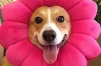 [🆕🇻🇳] Yêu Thú Cưng 🐶🦜 Top1Pets 🐱🐠  định cover icon  hả nhóc :3
, shares-7✔️ , likes-869❤️️ , date-2016-06-06 01:18:13🐶🐱🇻🇳🇻🇳🇻🇳📰🆕