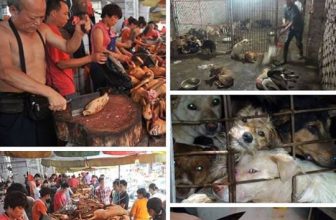 [🆕🇻🇳] Yêu Thú Cưng 🐶🦜 Top1Pets 🐱🐠 Tôi không hiểu nổi văn hóa ăn thịt chó mèo. Thật sự không hiểu nổi?! Sao mà man rợ quá?Nhiều người sẽ phản kháng rằng tại sao không được ăn thịt chó mèo  , shares-57✔️ , likes-349❤️️ , date-2016-06-10 03:35:31🐶🐱🇻🇳🇻🇳🇻🇳📰🆕