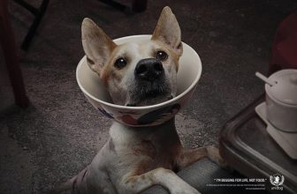 [🆕🇻🇳] Yêu Thú Cưng 🐶🦜 Top1Pets 🐱🐠 Chó là bạn, không phải là thức ăn.
Share để truyền thông điệp nhé các bạn ^^
#Méng
, shares-279✔️ , likes-15K❤️️ , date-2016-06-10 00:09:56🐶🐱🇻🇳🇻🇳🇻🇳📰🆕