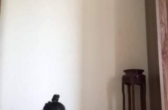 [🆕🇻🇳] Yoga Ngọc Ánh 🧘 Top1Yoga 🧘 Handstand
Thời gian nghỉ Tết và thời gian ở nhà chống dịch đó là thời gian hoàn toàn thuộc về Tôi! Tôi sẽ dành thời gian đó để chăm sóc bản thân, gia đình , shares-0✔️ , likes-74❤️️ , date-2021-02-04 00:31:46🇻🇳🇻🇳🇻🇳📰🆕