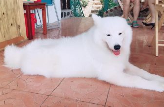 [☕️🇻🇳] LLightroom Coffee 🥤 Top1Coffee ☕️ Hello mấy chế  em là Bông  . Em mới được ad cho làm mẫu chụp hình của Lightroom Coffee Studio. Mỗi sáng chủ nhật em lên quán làm , shares-0✔️ , likes-42❤️️ , date-2017-02-06 21:10:43🇻🇳🇻🇳🇻🇳📰🆕