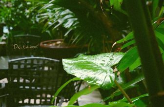 [☕️🇻🇳]  De.TẦM Cafe – Coffee – Bistro 🥤 Top1Coffee ☕️ Những ngày mưa kéo dài đằng đẵng. Cứ thế, vườn Tầm xanh ươm lại khoác lên mình những màu tươi mới. Những ngày hè tháng Năm cứ ng , shares-0✔️ , likes-11❤️️ , date-2022-05-22 19:21:30🇻🇳🇻🇳🇻🇳📰🆕